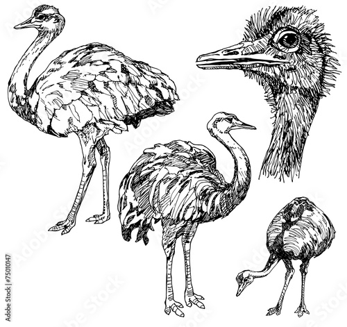 Set of hand drawn ostriches.