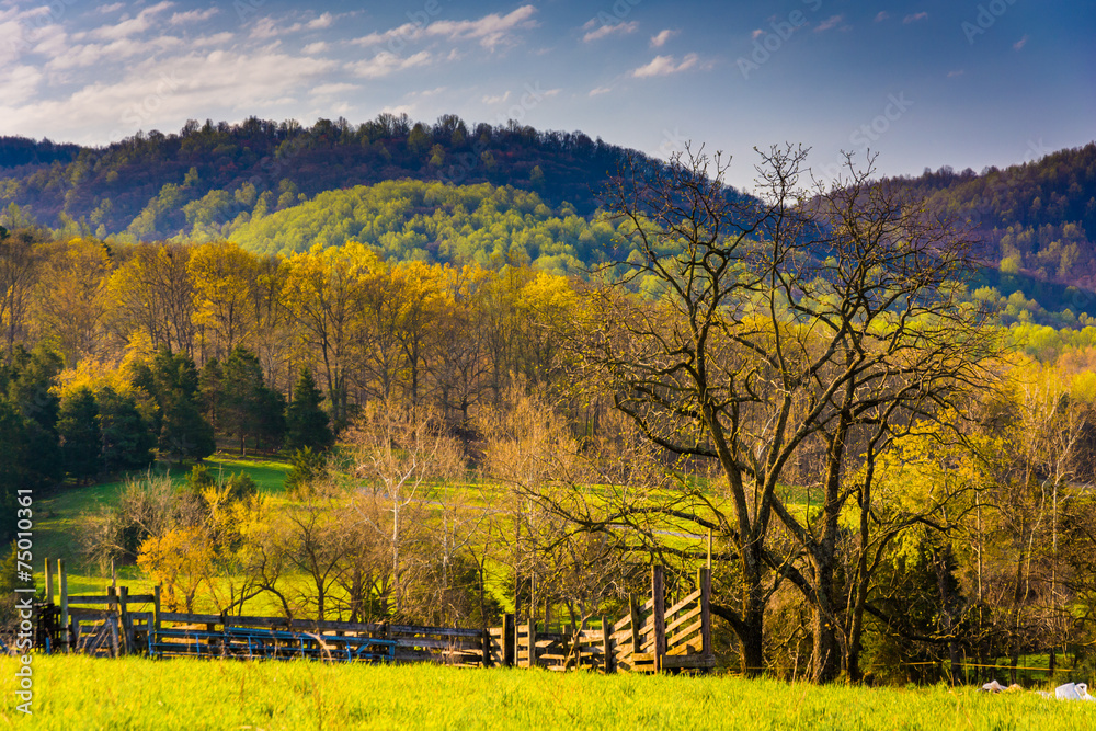 Spring color in the Shenandoah Valley, Virginia.