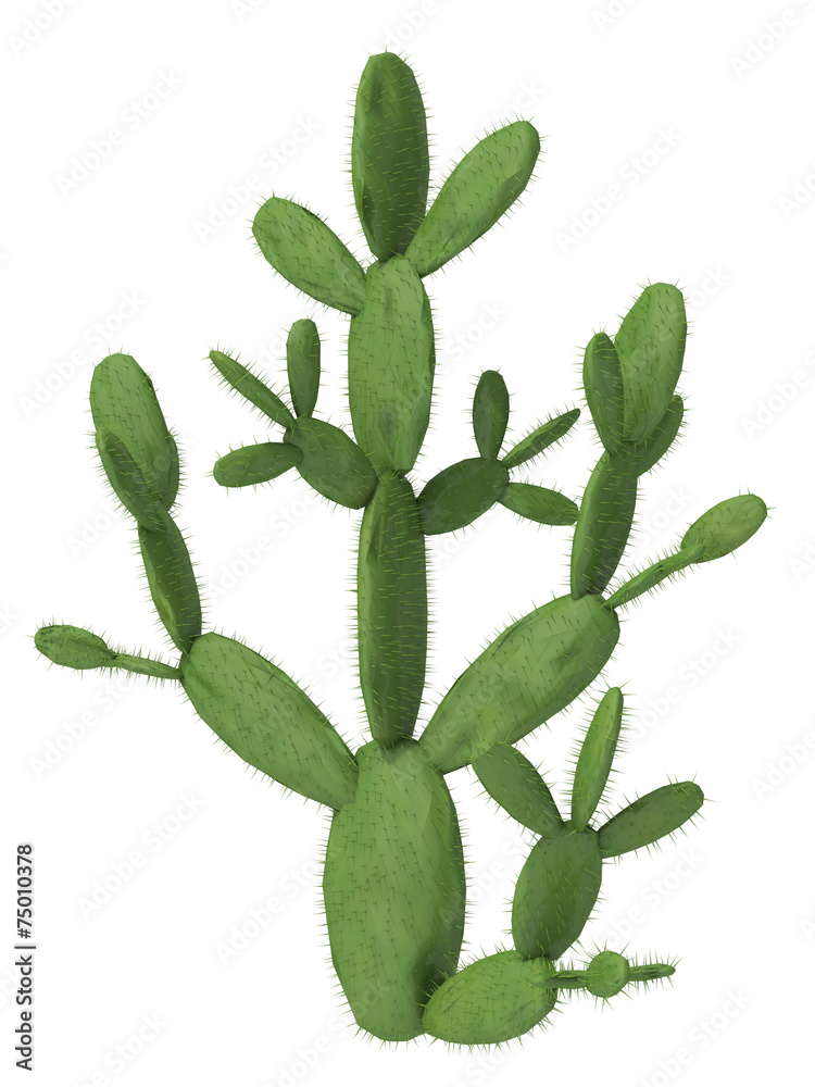 cactus on a white background cactus on a white background