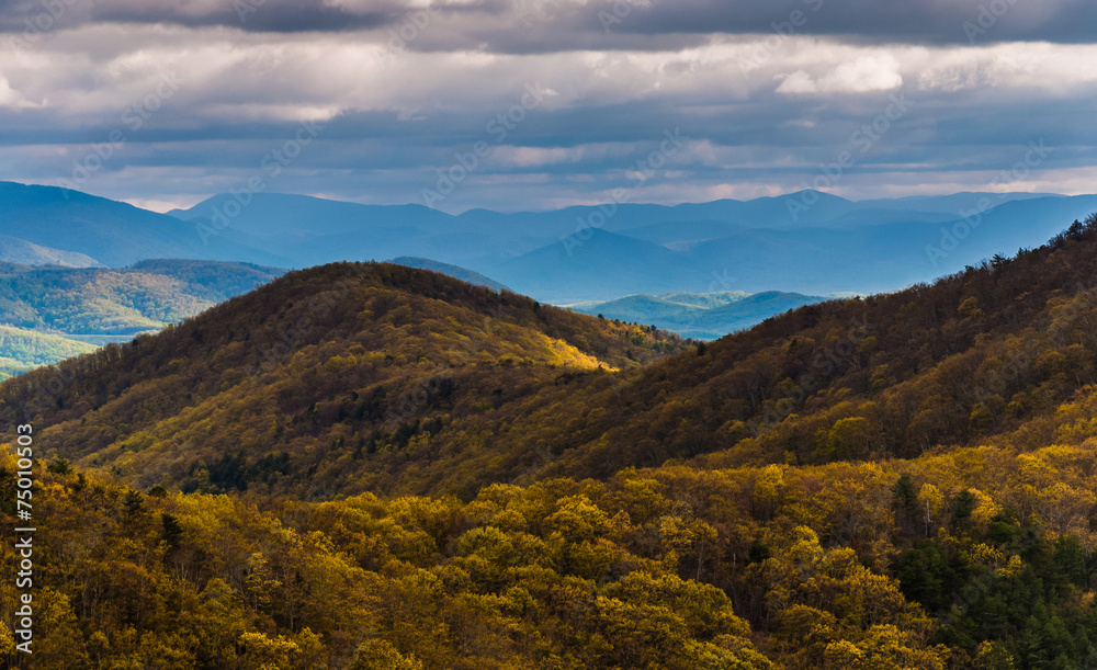Spring yellows in the Blue Ridge Mountains, seen from Skyline Dr