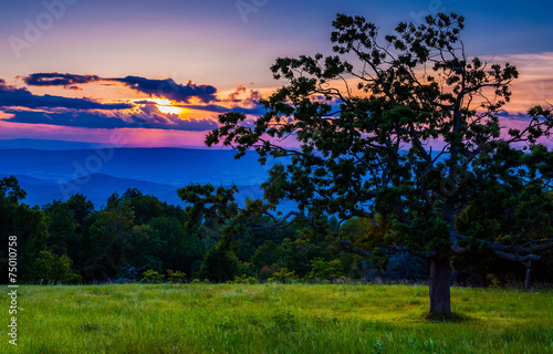 Sunset over the Appalachians and tree in meadow in Shenandoah Na