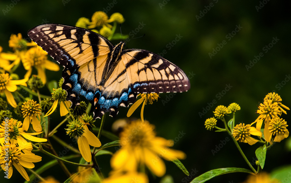 Swallowtail butterfly on yellow flowers in Shenandoah National P Swallowtail butterfly on yellow flowers in Shenandoah National P