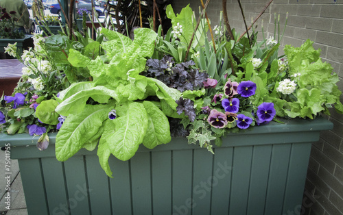 Valokuva flowerbox with lettuc