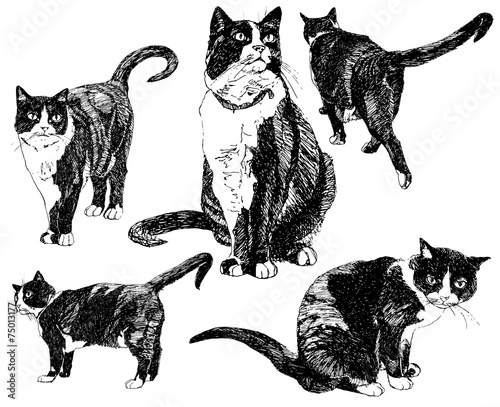 Set of hand drawn cats.
