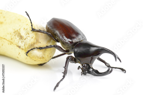 Beetle,Rhinoceros beetle, Rhino beetle, Hercules beetle © kuarmungadd