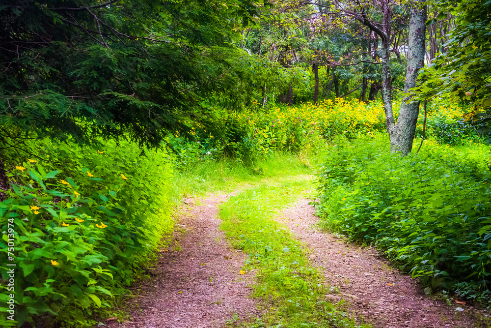 Fototapeta premium Trees and flowers along a trail at Shenandoah National Park, Vir