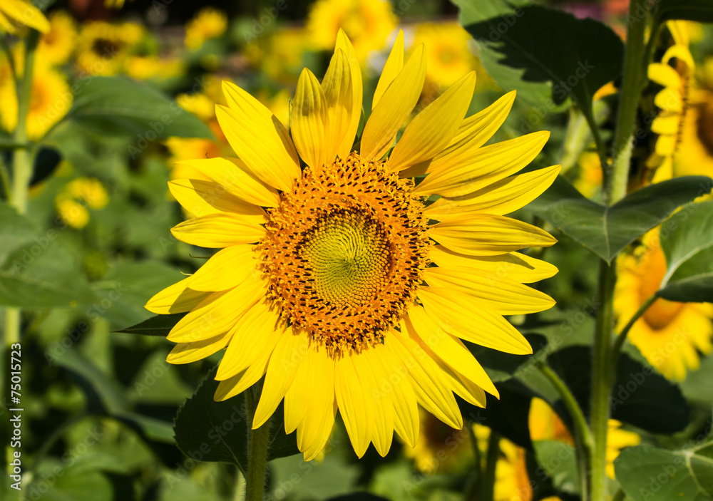 Obraz premium Sunflower