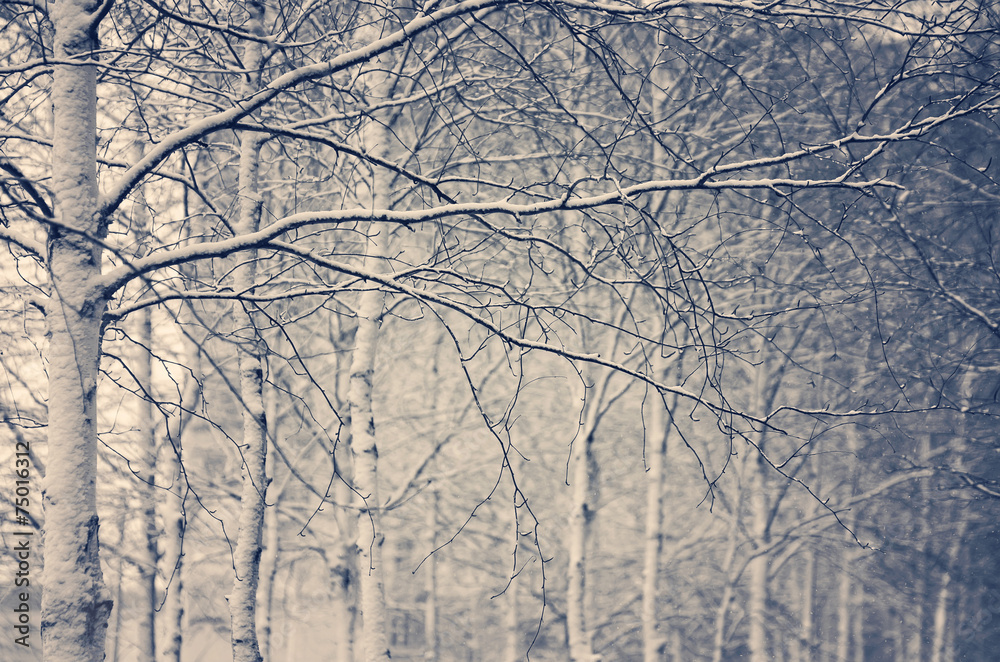 Obraz premium Winter background with snow-covered birch trees in vintage style