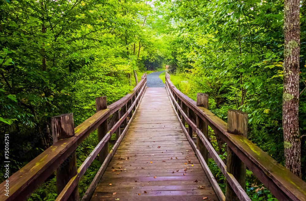 Obraz premium Walking bridge on the Limberlost Trail in Shenandoah National Pa