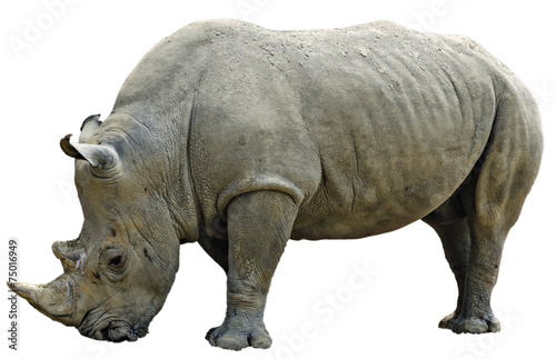 Rhinoceros cropped