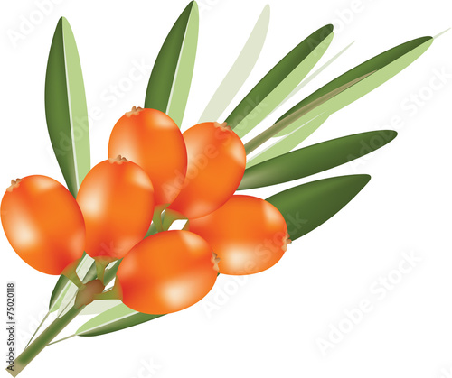 l'olivello spinoso