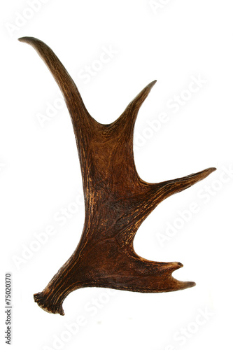 antler deer horn isolated