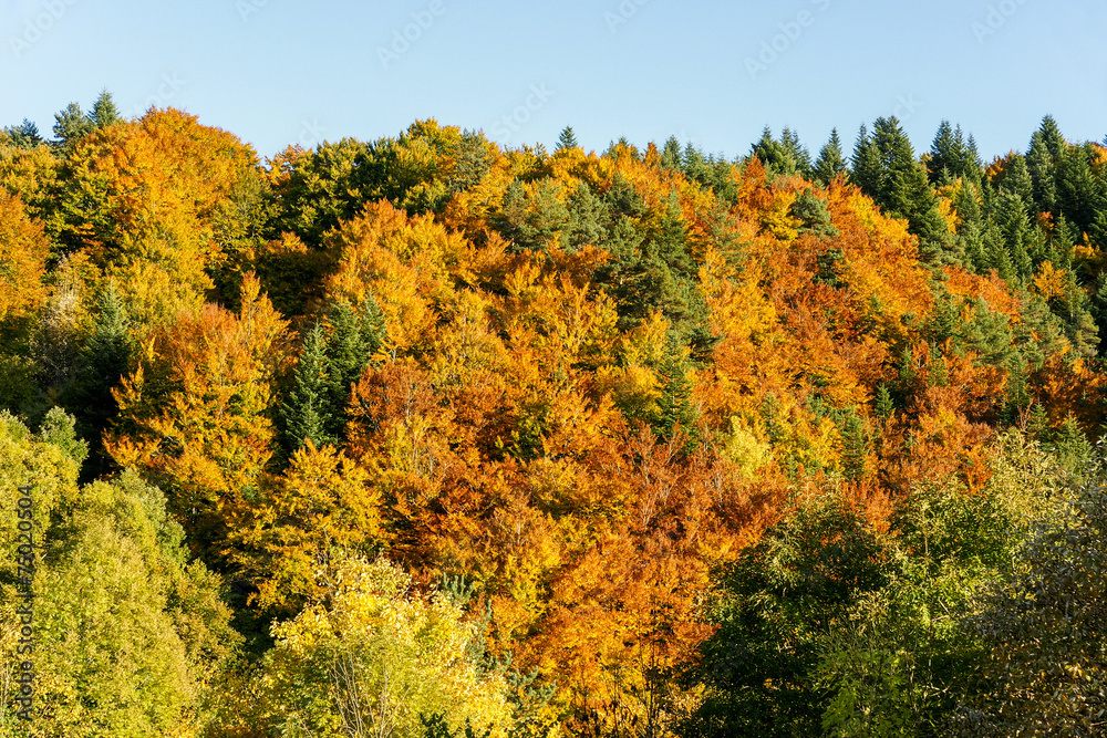 paysage d'automne