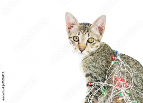 A cat bind wire lights for christmas