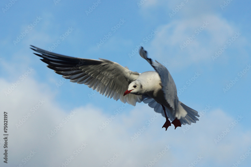 Fototapeta premium Black-headed Gull, Chroicocephalus ridibundus