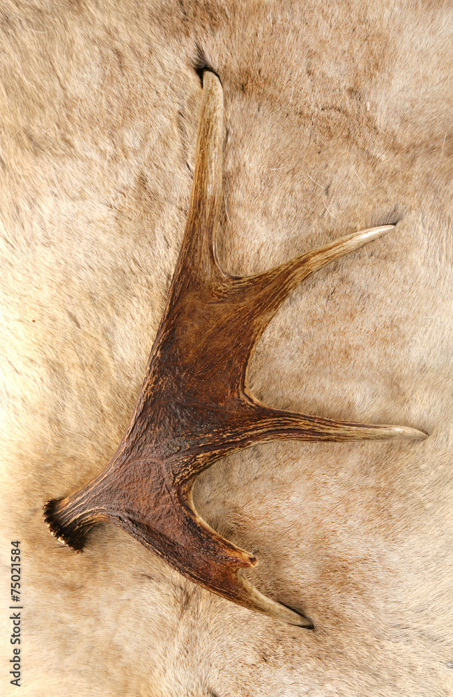 Naklejka premium antler deer horn