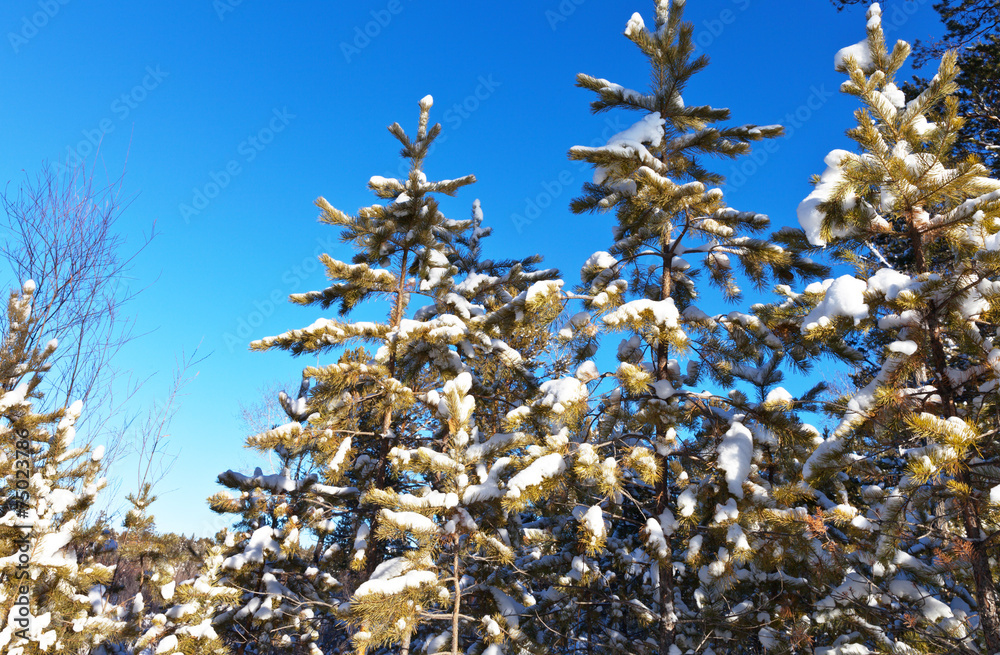 Snow covered pine trees against the blue sky