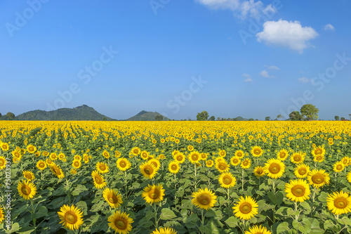 Blooming field of sunflowers on blue sky