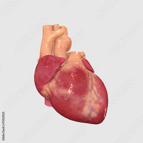 Принти на полотні Heart