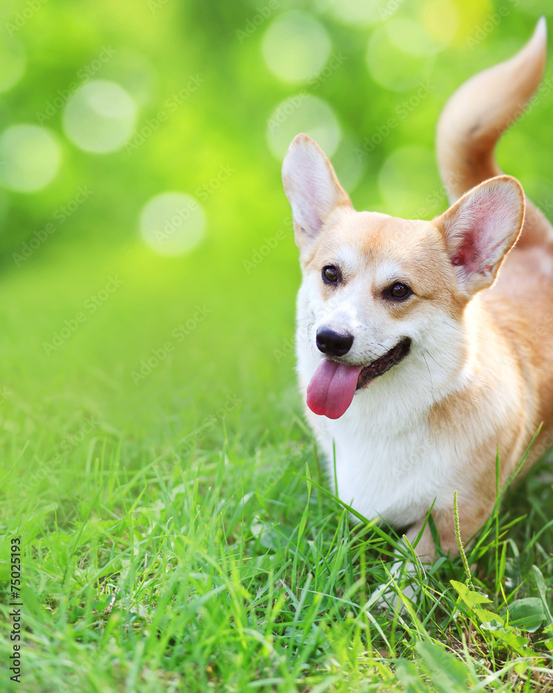 Happy dog on the grass in summer day Happy dog on the grass in summer day
