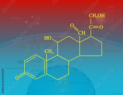 Aldosterone photo