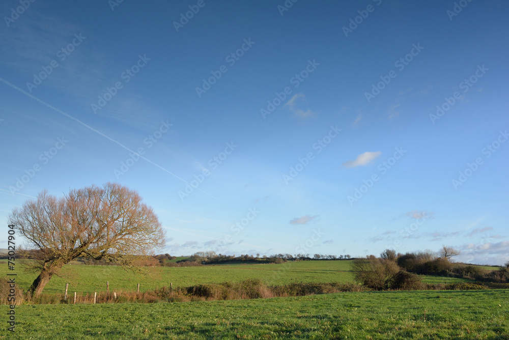 Fototapeta premium campagne