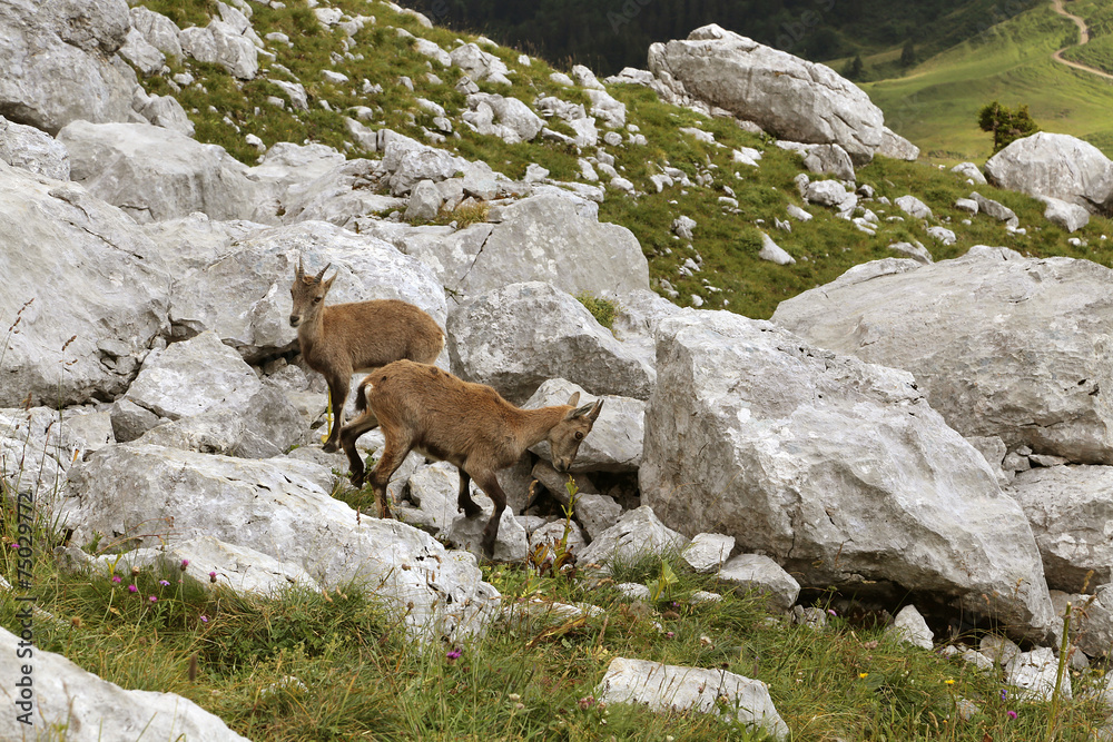 Naklejka premium Bouquetin