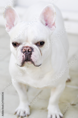 a white French bulldog's looking to something