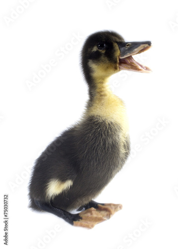 Funny black Duckling