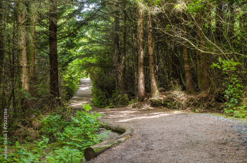 Fototapeta premium Curving Forest Path