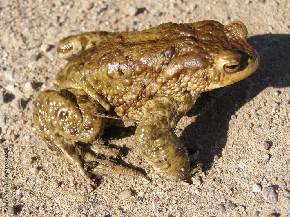 Obraz premium Common toad