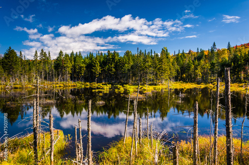 Marshy pond in White Mountain National Forest, New Hampshire.