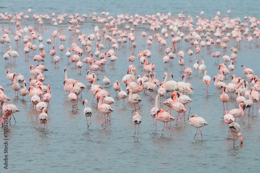 Fototapeta premium Flamingos (Phoenicopteridae) in der Lagune von Walvisbay