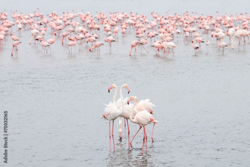 Naklejka premium Flamingos (Phoenicopteridae) in der Lagune von Walvisbay