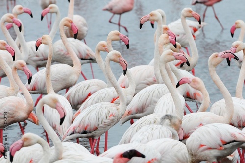 Rosaflamingos (Phoenicopterus roseus) in Walvisbay photo