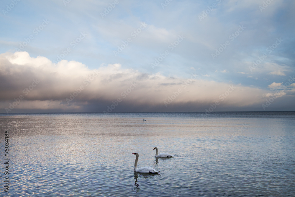 Naklejka premium Sea and swans..