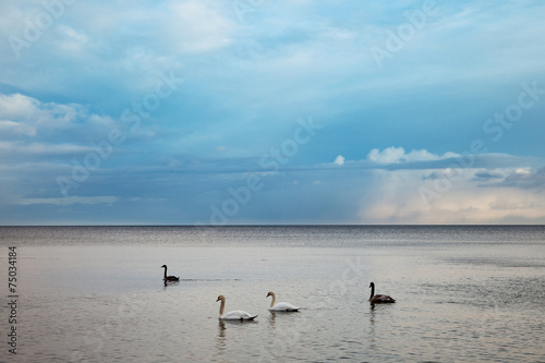Sea and swans..
