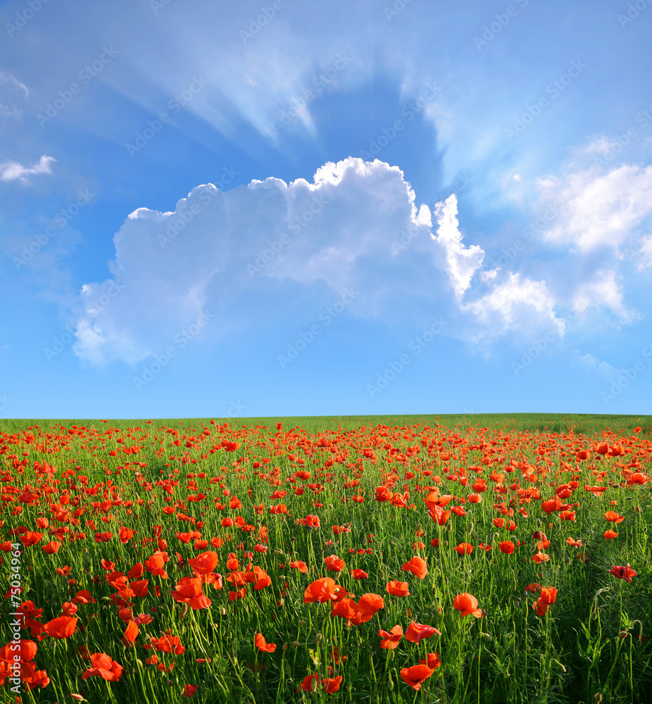 spring landscape with red poppy field