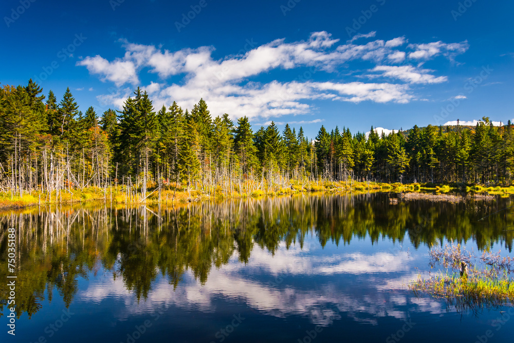 Reflections at a pond in White Mountain National Forest, New Ham