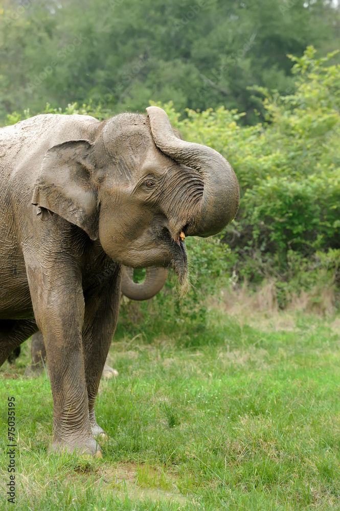 Fototapeta premium Elephants