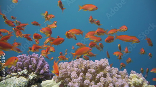 Colorful underwater reef with coral and sponges photo