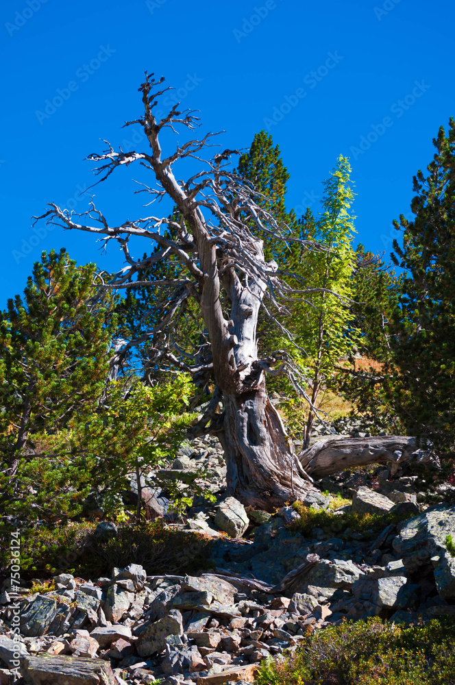 Fototapeta premium Vieil arbre mort