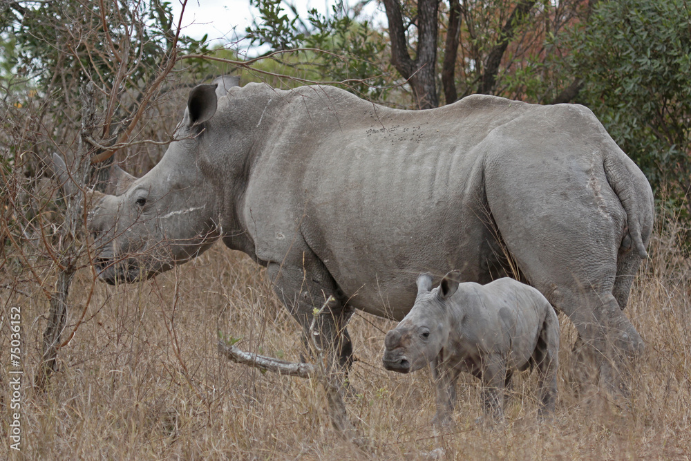 Obraz premium Rhino and calf