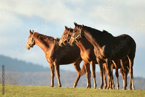 Horses in the morning on the background of dark clouds