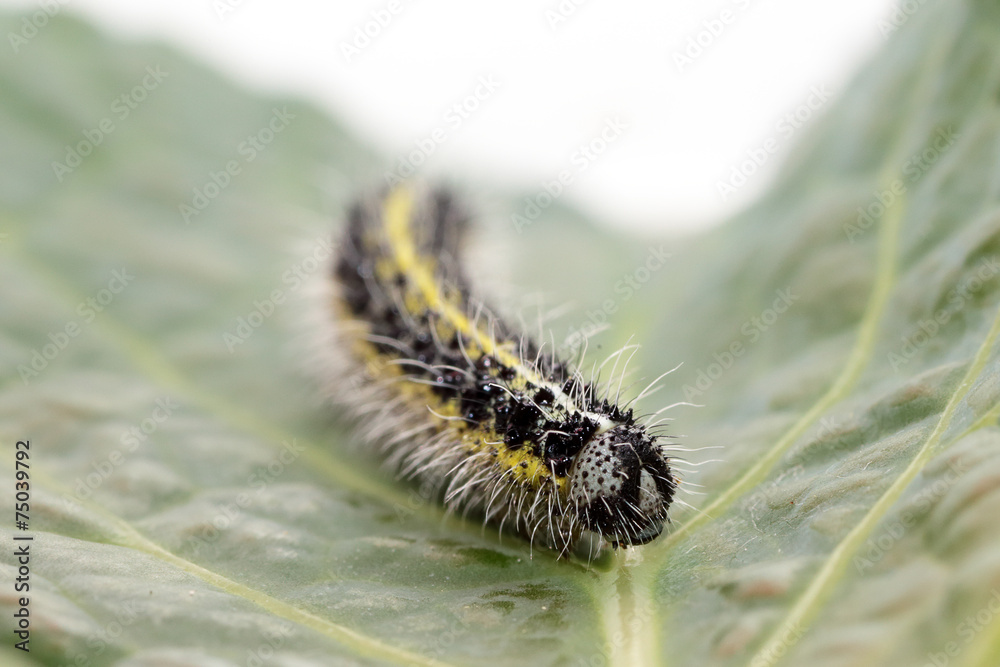 Caterpillar of small cabbage white butterfly Caterpillar of small cabbage white butterfly