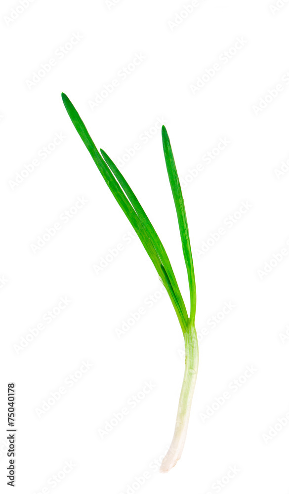 Beautiful spring onions Beautiful spring onions