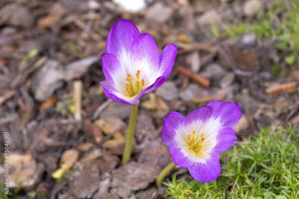 Autumn Crocus