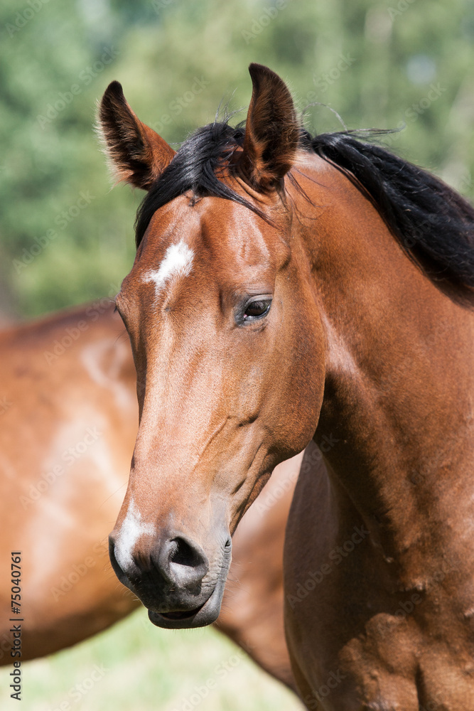 wild horses in the field