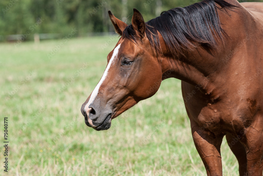 wild horses in the field