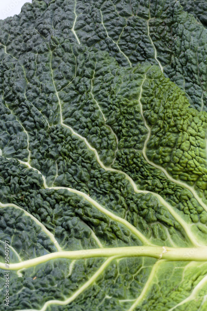 fresh savoy cabbage leaf as a texture fresh savoy cabbage leaf as a texture